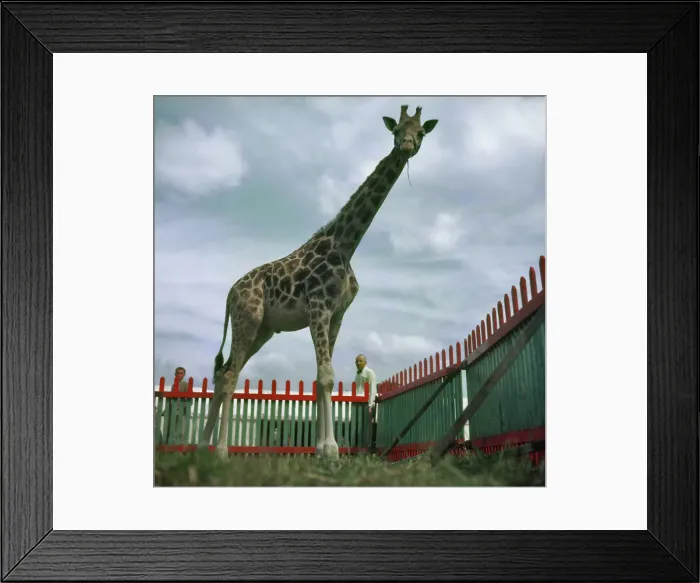 Framed Print : Circus Giraffe