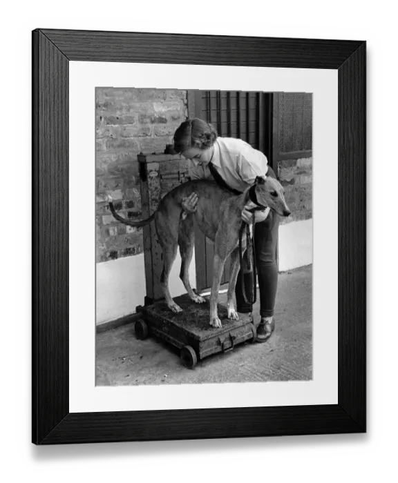Framed Print : Dog Weighing Framed Print : Dog Weighing
