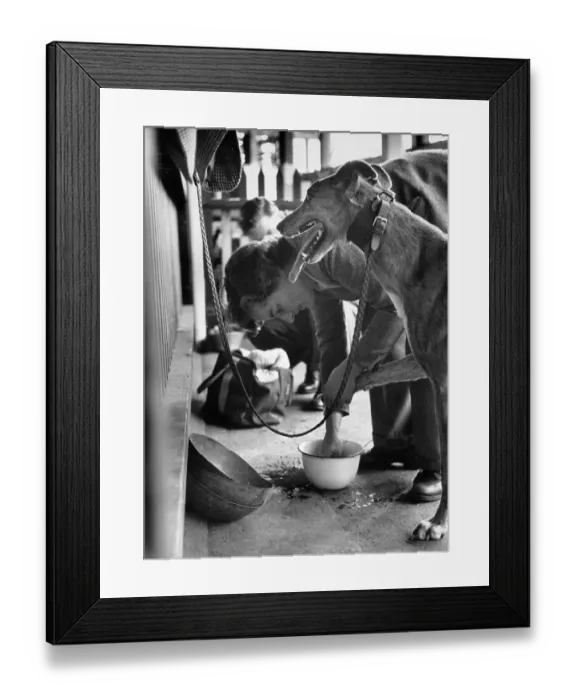 Framed Print : Dog Toe Wash Framed Print : Dog Toe Wash