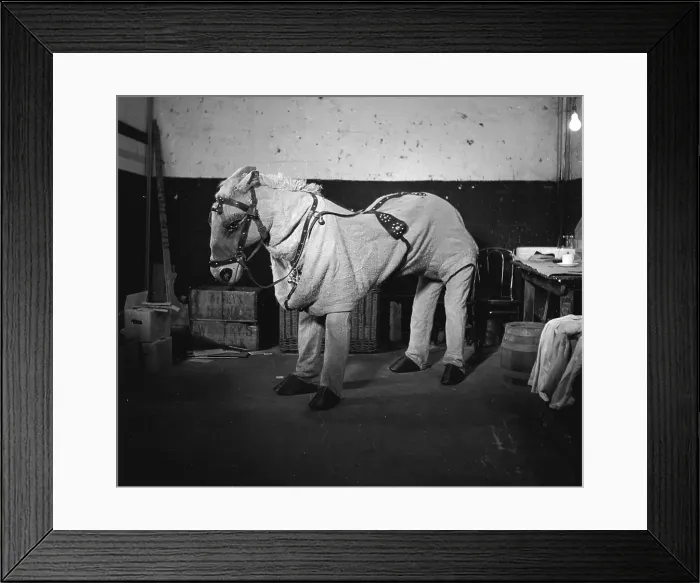 Framed Print : Horse Brothers Framed Print : Horse Brothers