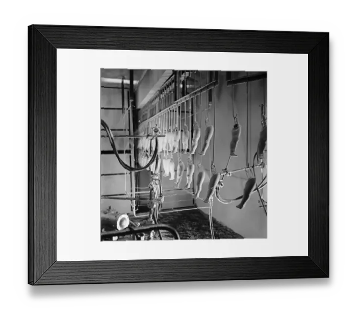 Framed Print : Leg Production Framed Print : Leg Production