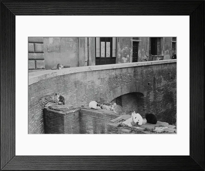Framed Print : Milanese Cats Framed Print : Milanese Cats