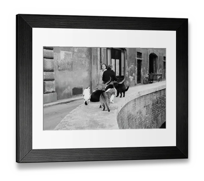 Framed Print : Milanese Cats Framed Print : Milanese Cats