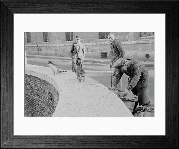 Framed Print : Milanese Cats Framed Print : Milanese Cats