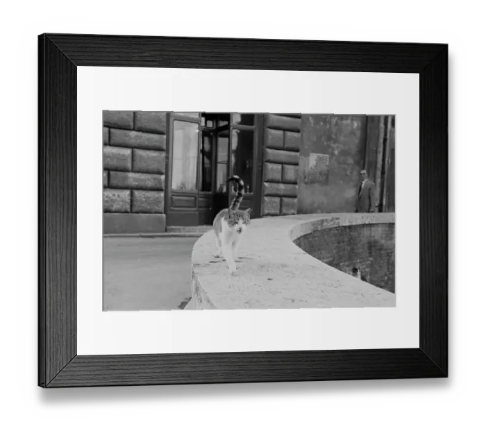 Framed Print : Milanese Cat Framed Print : Milanese Cat