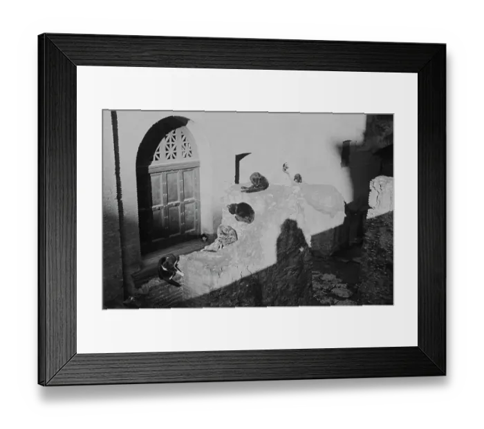 Framed Print : Milanese Cats Framed Print : Milanese Cats