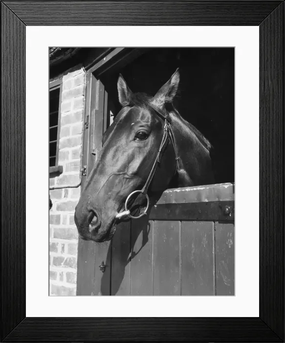 Framed Print : Zucchero. 15th September 1951: Two-year-old racehorse Zucchero in the stables Framed Print : Zucchero. 15th September 1951: Two-year-old racehorse Zucchero in the stables