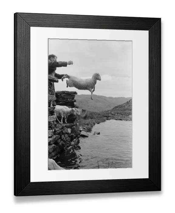 Framed Print : Sheep Dip. Sheep being thrown into the stream in Hafod y Llan, Snowdonia, 11th August 1951 Framed Print : Sheep Dip. Sheep being thrown into the stream in Hafod y Llan, Snowdonia, 11th August 1951