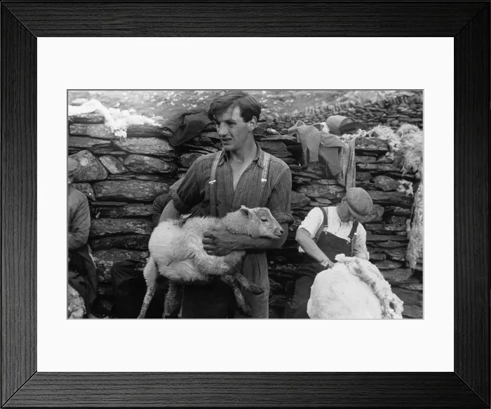 Framed Print : Snowdonia Shearing Framed Print : Snowdonia Shearing