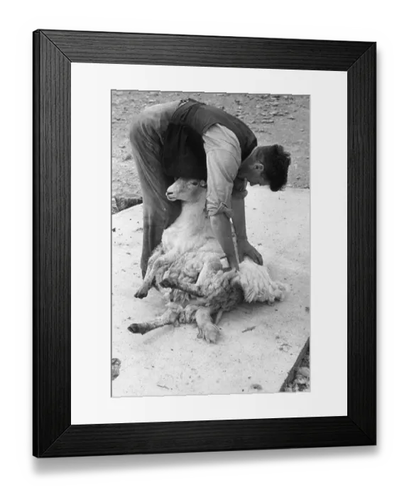 Framed Print : Sheep Shearing Framed Print : Sheep Shearing