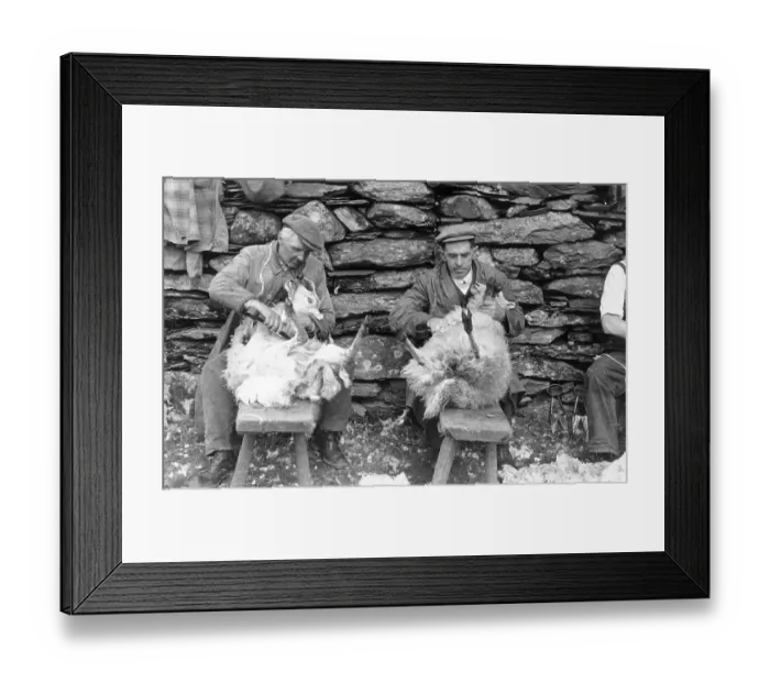 Framed Print : Sheep Shearing Framed Print : Sheep Shearing