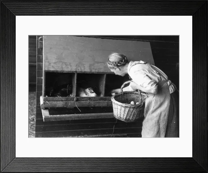 Framed Print : Collecting Eggs Framed Print : Collecting Eggs