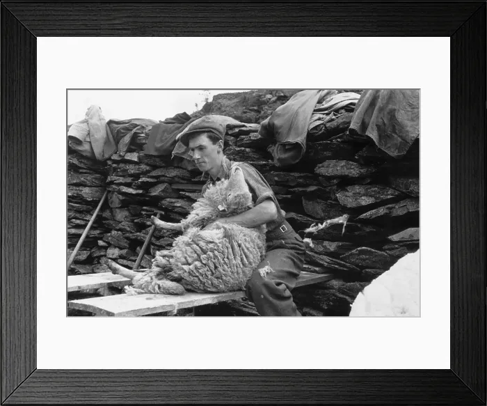 Framed Print : Sheep Shearing Framed Print : Sheep Shearing