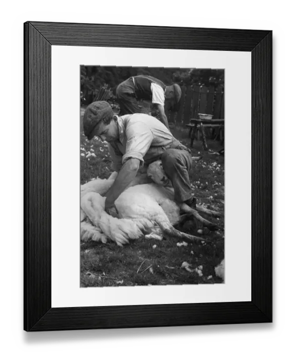 Framed Print : Sheep Shearing Framed Print : Sheep Shearing