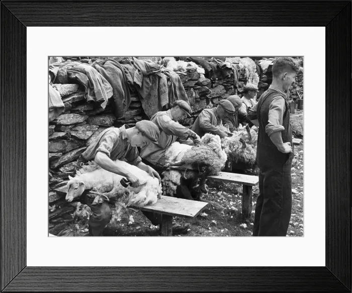 Framed Print : Hand Shearing Framed Print : Hand Shearing