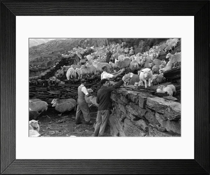 Framed Print : Shearing Time Framed Print : Shearing Time