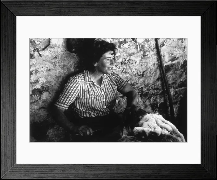 Framed Print : Sheep Shearing Framed Print : Sheep Shearing