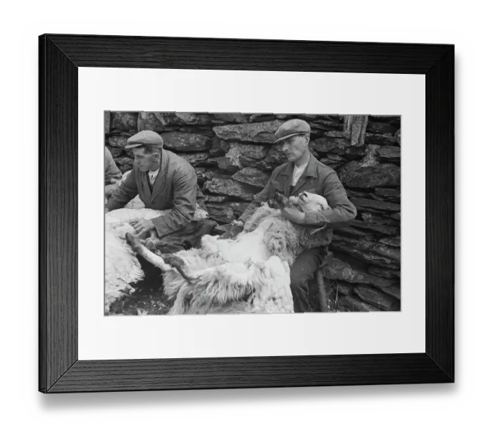 Framed Print : Sheep Shearing In Snowdonia Framed Print : Sheep Shearing In Snowdonia