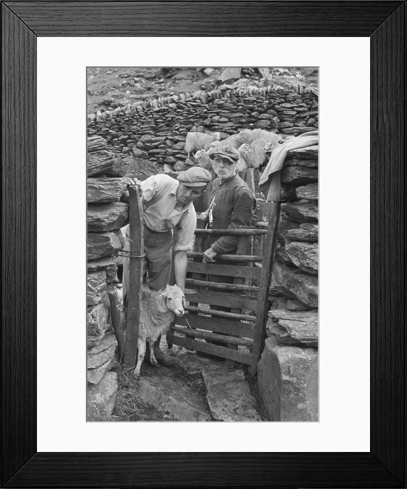 Framed Print : Sheep Shearing In Snowdonia Framed Print : Sheep Shearing In Snowdonia