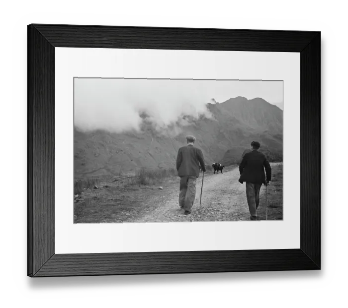 Framed Print : Sheep Shearing In Snowdonia Framed Print : Sheep Shearing In Snowdonia
