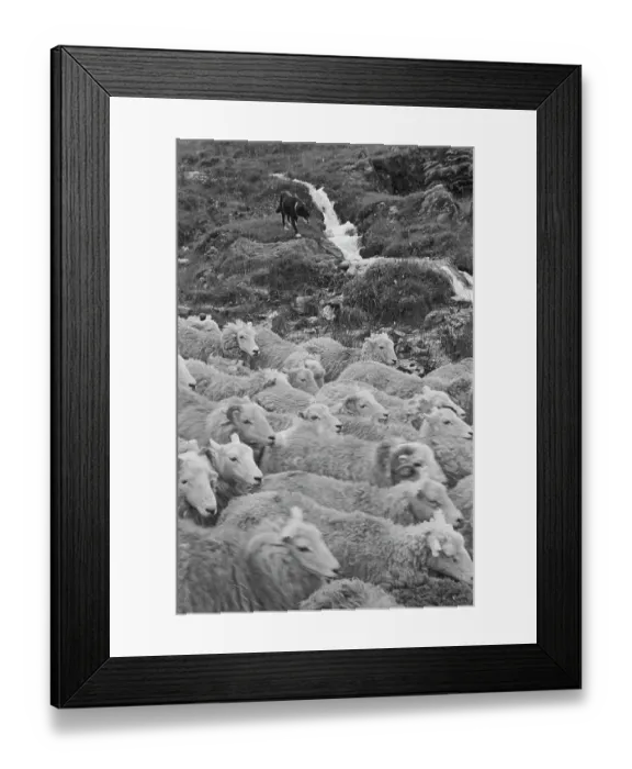 Framed Print : Sheep Shearing In Snowdonia Framed Print : Sheep Shearing In Snowdonia