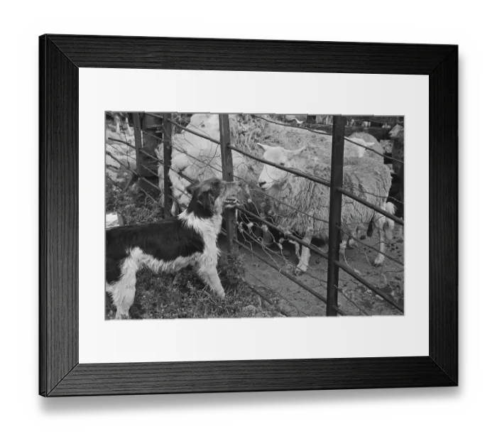 Framed Print : Sheep Shearing In Snowdonia Framed Print : Sheep Shearing In Snowdonia