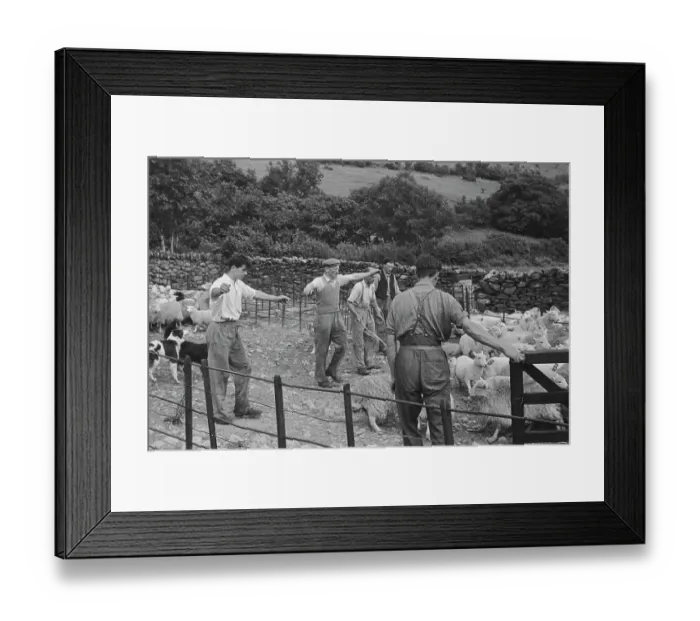 Framed Print : Sheep Shearing In Snowdonia Framed Print : Sheep Shearing In Snowdonia