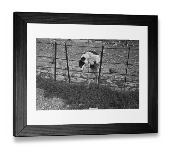 Framed Print : Sheep Shearing In Snowdonia Framed Print : Sheep Shearing In Snowdonia