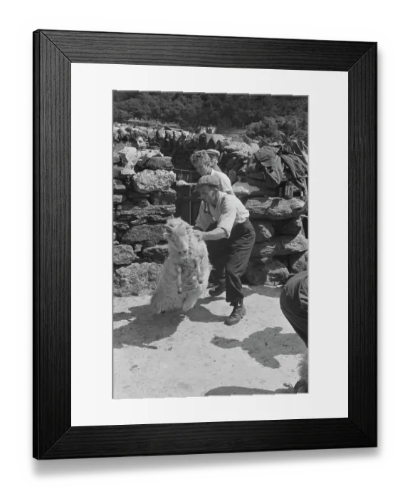 Framed Print : Sheep Shearing In Snowdonia
