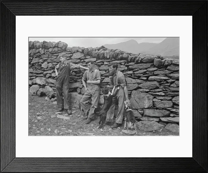 Framed Print : Sheep Shearing In Snowdonia Framed Print : Sheep Shearing In Snowdonia