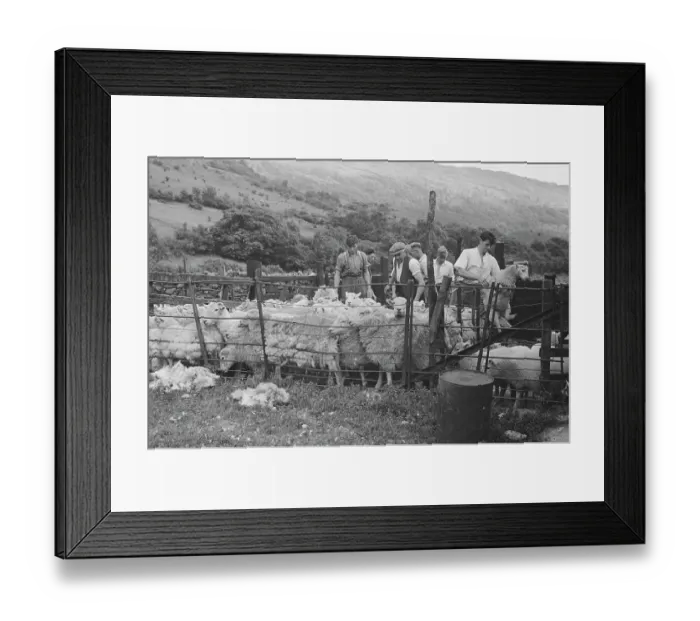 Framed Print : Sheep Shearing In Snowdonia Framed Print : Sheep Shearing In Snowdonia