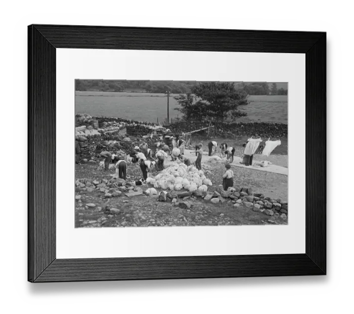 Framed Print : Sheep Shearing In Snowdonia Framed Print : Sheep Shearing In Snowdonia