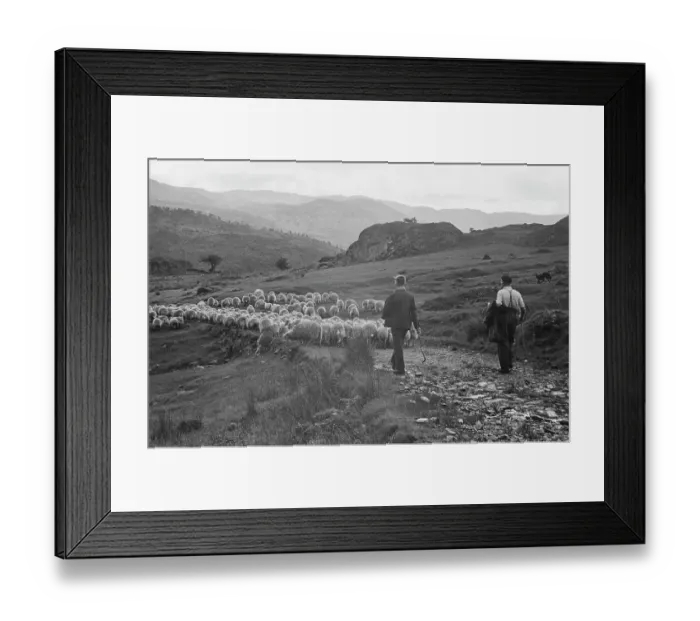 Framed Print : Sheep Shearing In Snowdonia Framed Print : Sheep Shearing In Snowdonia