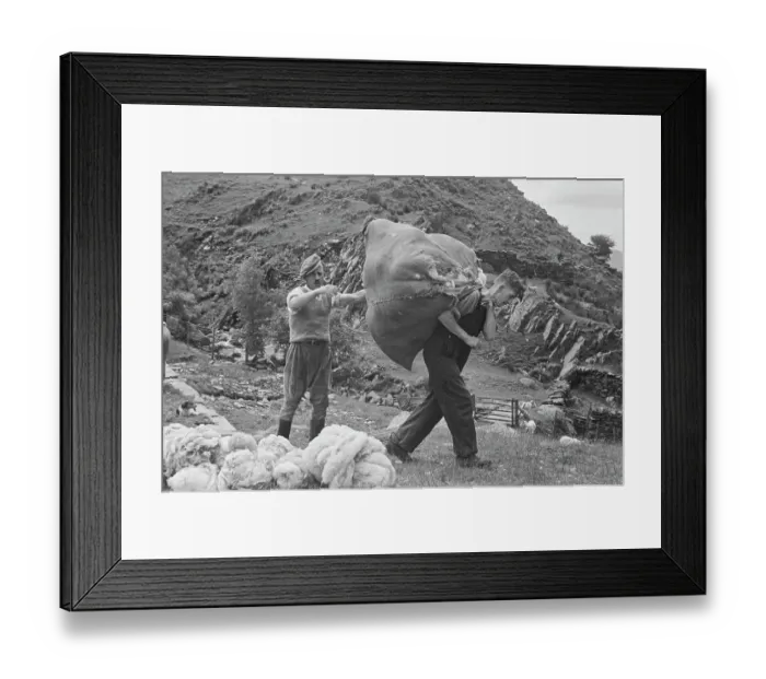 Framed Print : Sheep Shearing In Snowdonia