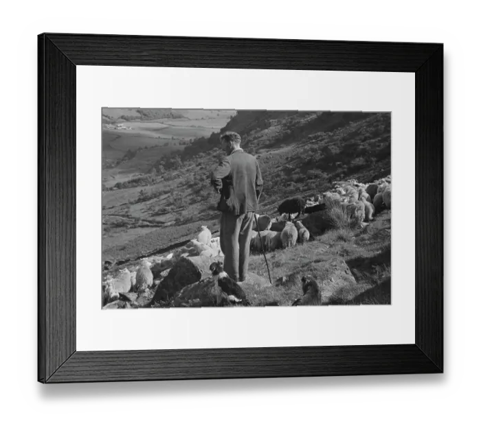 Framed Print : Sheep Shearing In Snowdonia