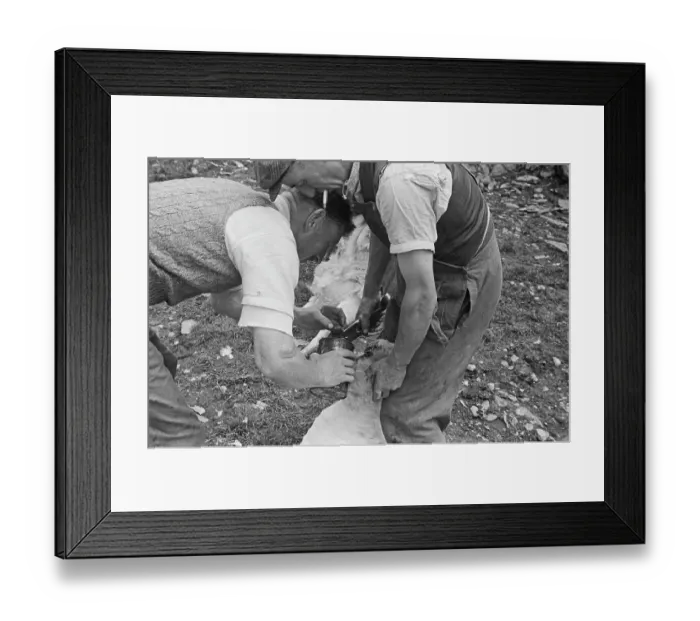Framed Print : Sheep Shearing In Snowdonia Framed Print : Sheep Shearing In Snowdonia