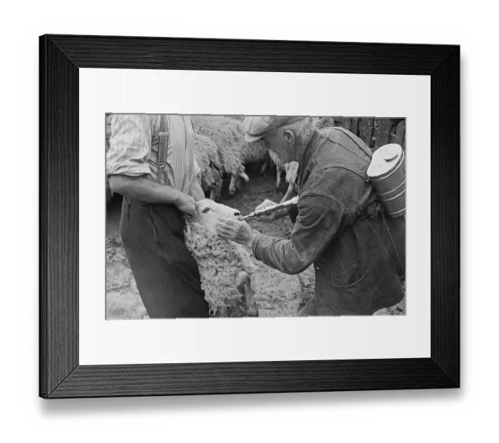 Framed Print : Sheep Shearing In Snowdonia Framed Print : Sheep Shearing In Snowdonia