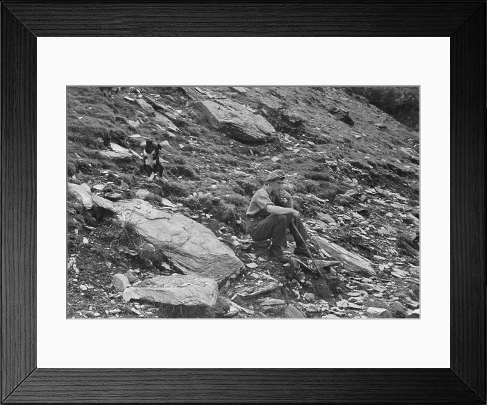 Framed Print : Sheep Shearing In Snowdonia Framed Print : Sheep Shearing In Snowdonia