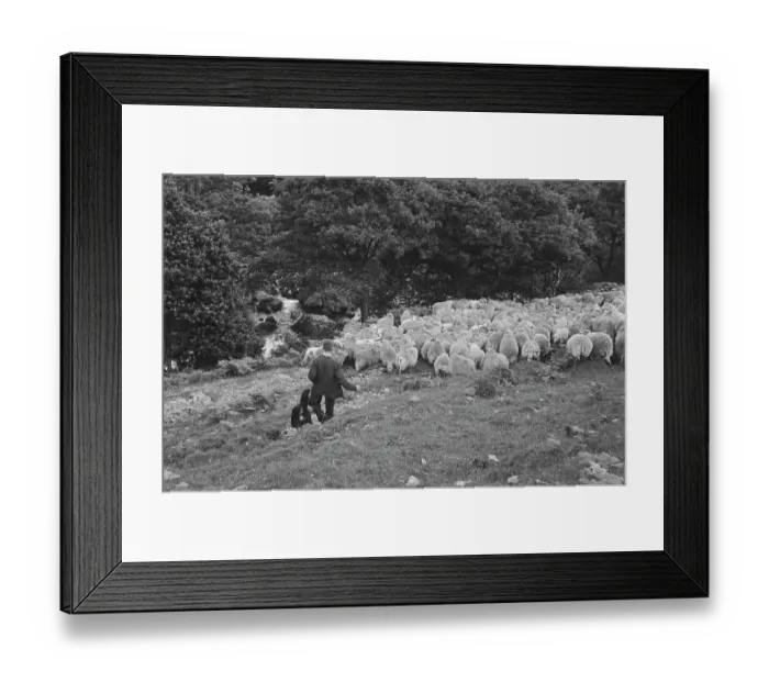 Framed Print : Sheep Shearing In Snowdonia