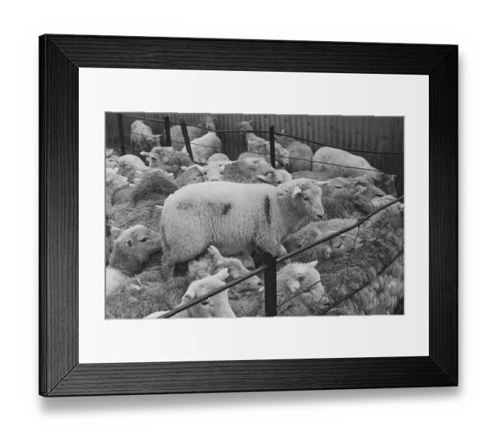 Framed Print : Sheep Shearing In Snowdonia