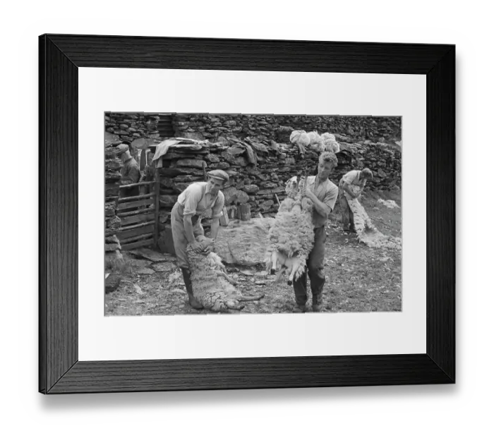 Framed Print : Sheep Shearing In Snowdonia Framed Print : Sheep Shearing In Snowdonia