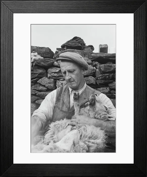Framed Print : Sheep Shearing In Snowdonia