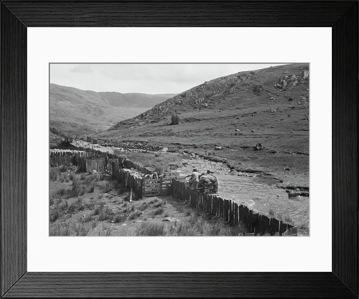 Framed Print : Sheep Shearing In Snowdonia Framed Print : Sheep Shearing In Snowdonia