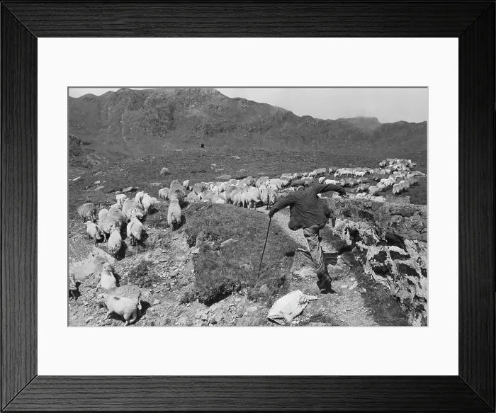 Framed Print : Sheep Shearing In Snowdonia Framed Print : Sheep Shearing In Snowdonia