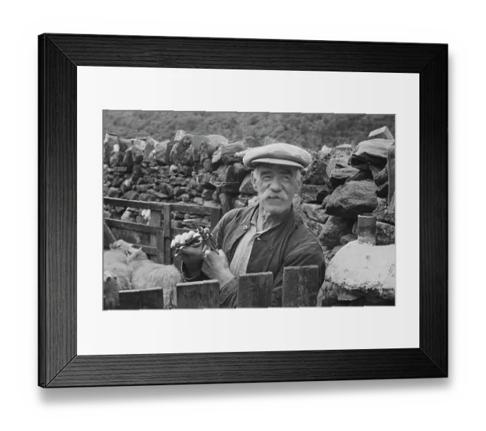 Framed Print : Sheep Shearing In Snowdonia Framed Print : Sheep Shearing In Snowdonia