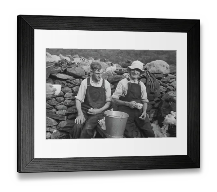 Framed Print : Sheep Shearing In Snowdonia