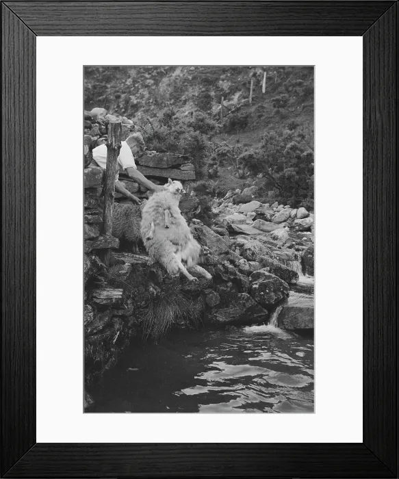 Framed Print : Sheep Shearing In Snowdonia Framed Print : Sheep Shearing In Snowdonia