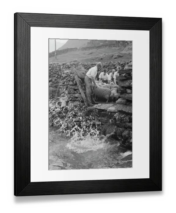 Framed Print : Sheep Shearing In Snowdonia