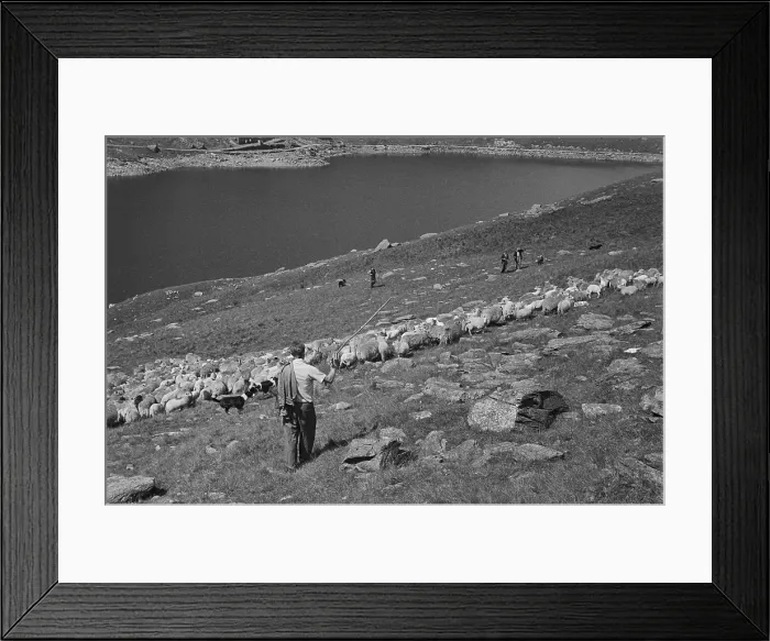 Framed Print : Sheep Shearing In Snowdonia Framed Print : Sheep Shearing In Snowdonia