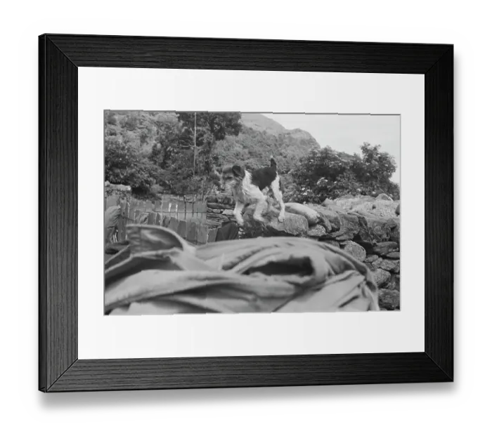 Framed Print : Sheep Shearing In Snowdonia Framed Print : Sheep Shearing In Snowdonia